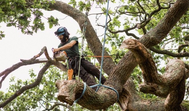 tree service In West Chester